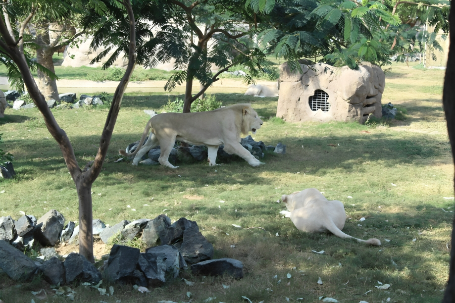 Dubai safari Park : Safari Bundle Ticket - Image 2