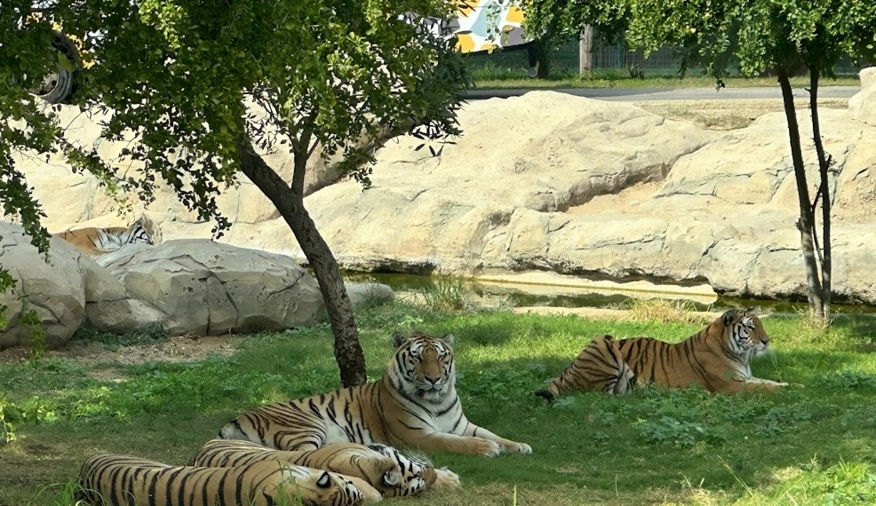 Dubai safari Park : Safari Bundle Ticket - Image 6