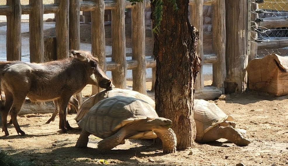 Dubai safari Park : Safari Bundle Ticket - Image 10