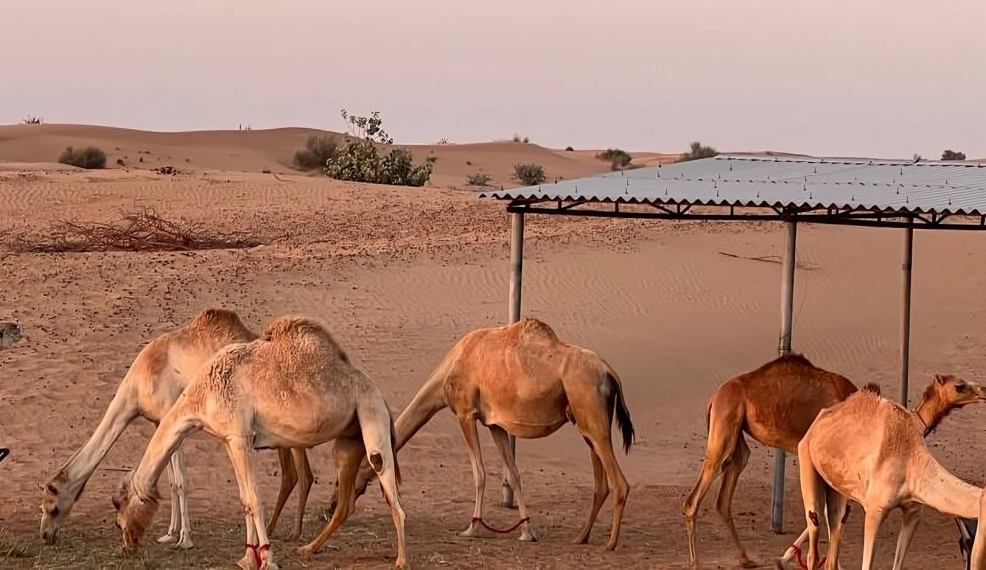 Dubai safari Park : Safari Bundle Ticket - Image 12