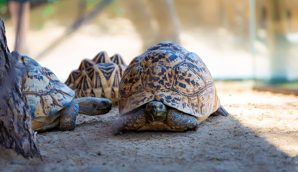 Dubai safari Park : Safari Bundle Ticket - Image 14